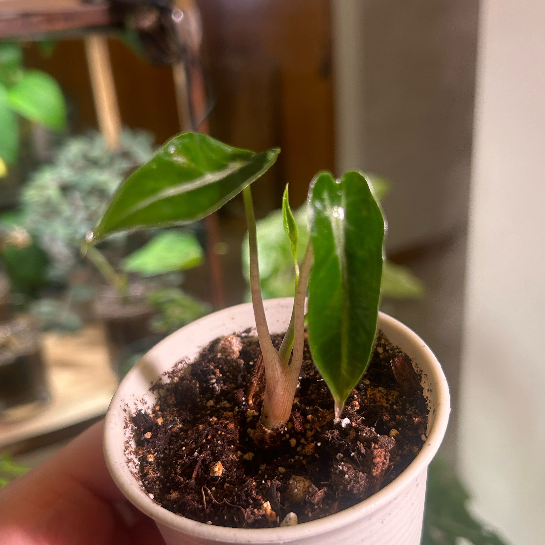 Alocasia 'Bambino' plant in a white pot with visible soil, held by a hand.