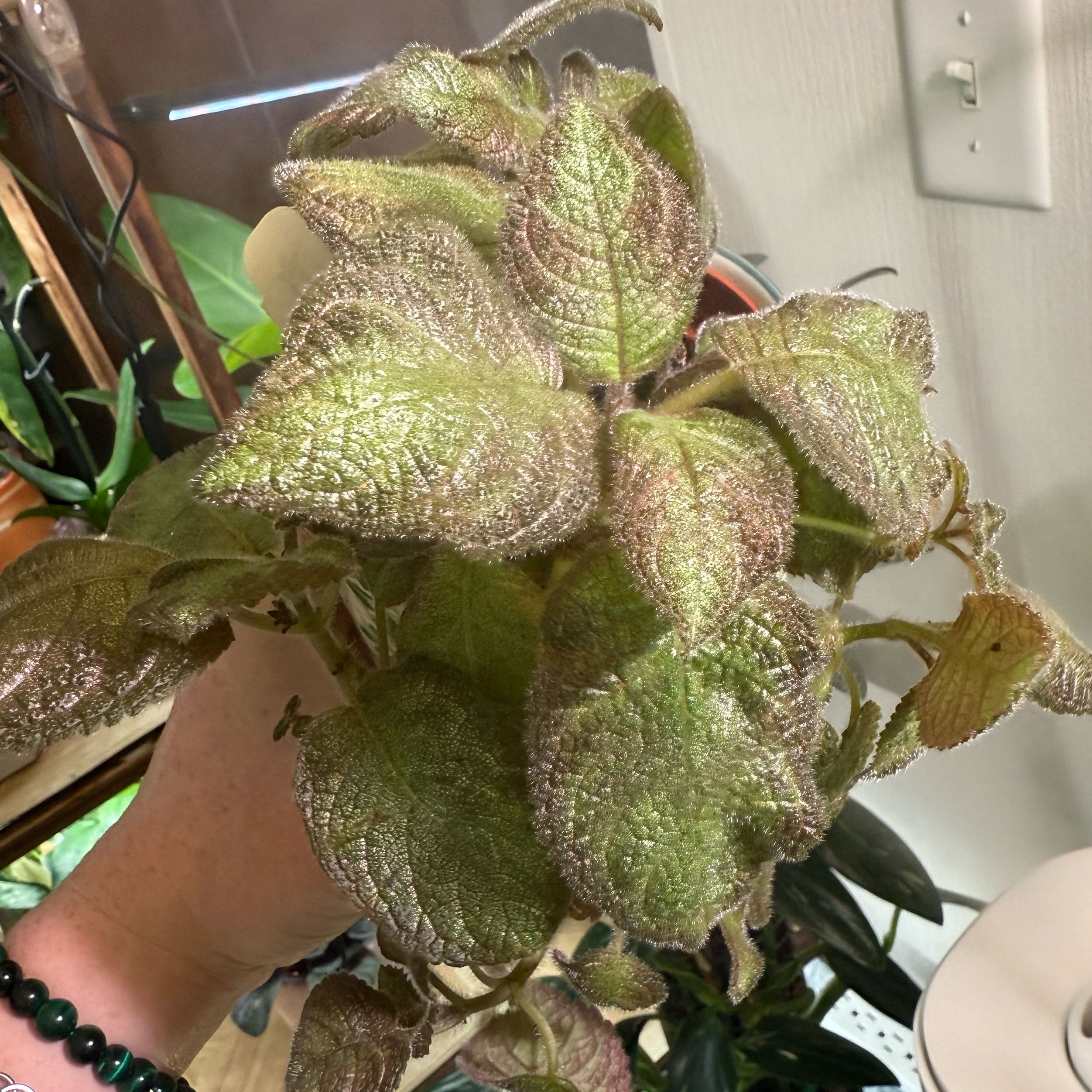 Photo of the plant species Episcia 'Pink Panther' by @kb114 named Inspector on Greg, the plant care app