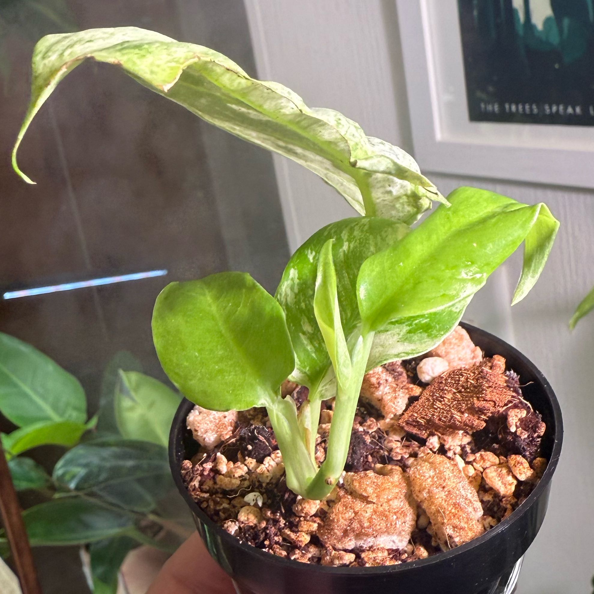 Photo of the plant species Rhaphodorphia puberela by @kb114 named Demi on Greg, the plant care app