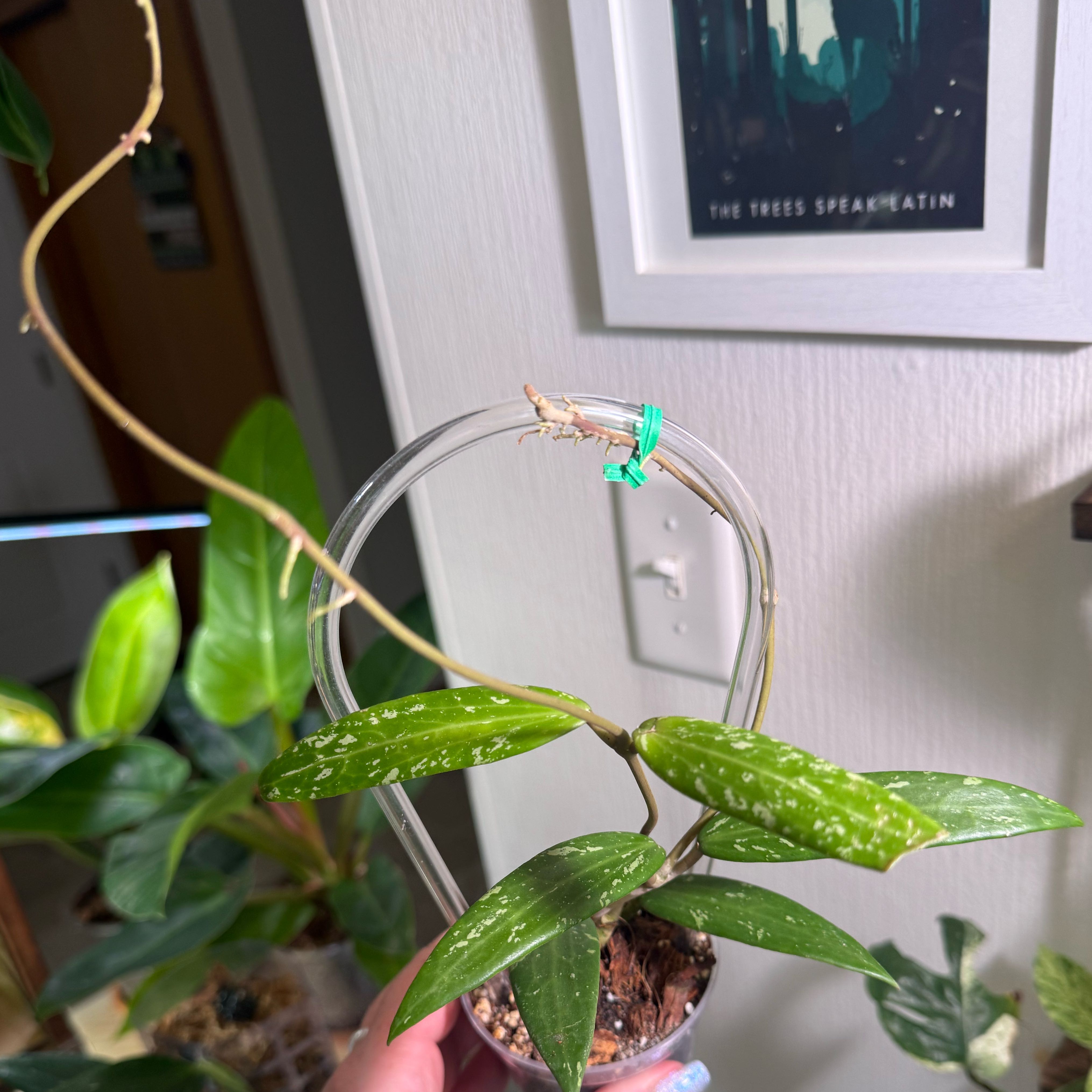 Photo of the plant species Hoya sp. 'SR-2007-13' by @kb114 named Gomez on Greg, the plant care app