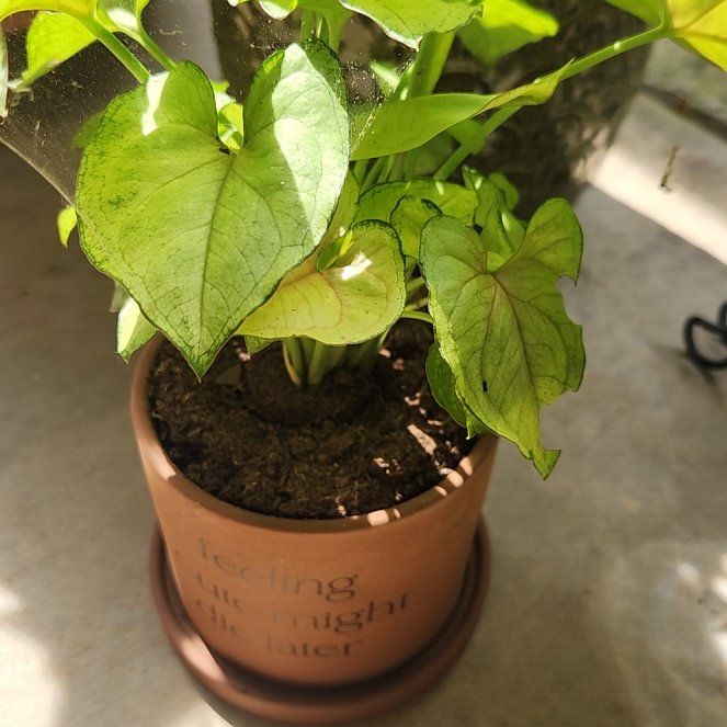 Photo of the plant species Pink Allusion by @PrimeSnowrose named Delilah on Greg, the plant care app