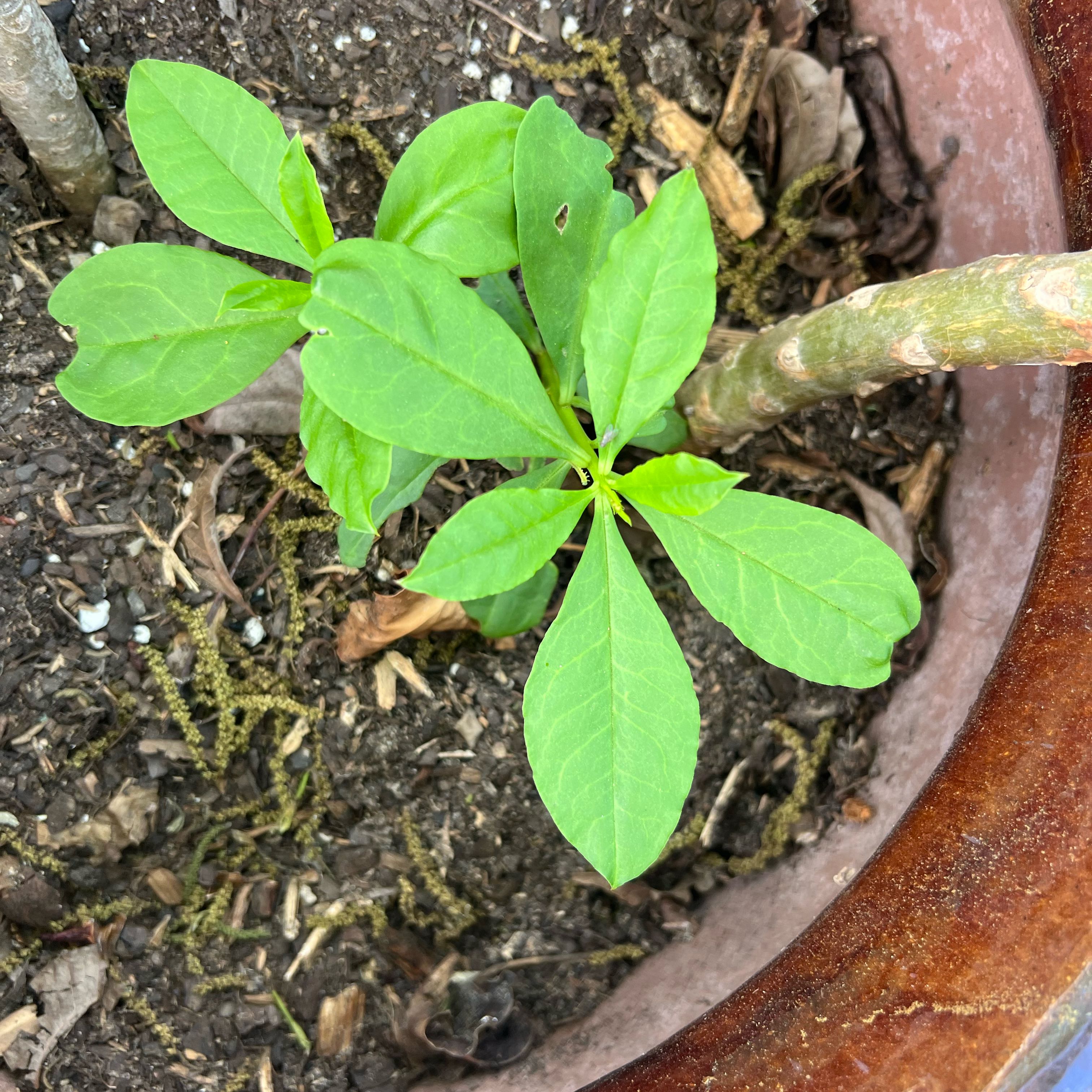 Young Jewels of Opar plant in a pot with green leaves and visible soil.