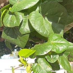 Photo of the plant species Sea Hibiscus by @TidyClubcoral named Apollo on Greg, the plant care app