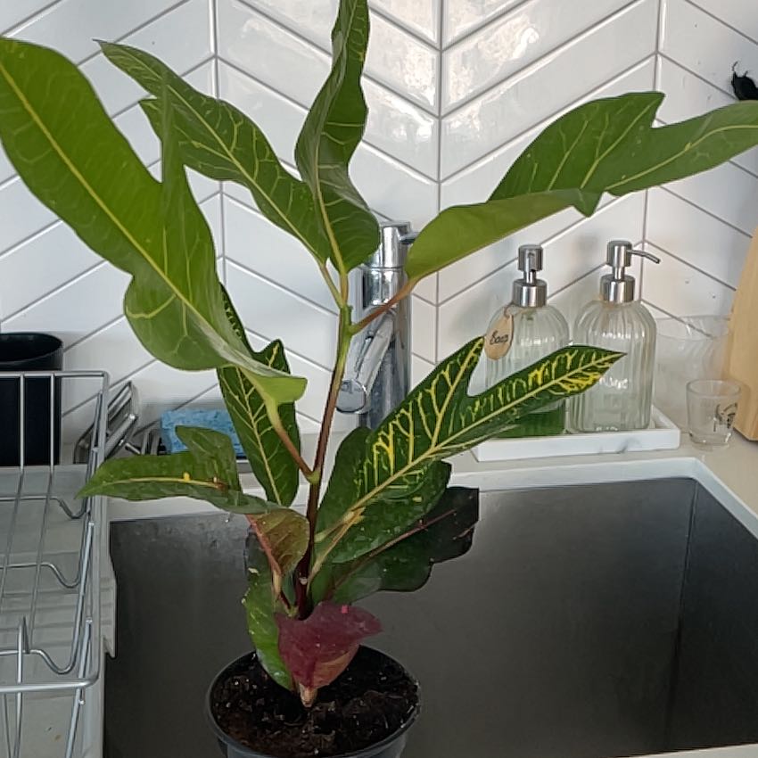 Photo of the plant species Croton 'Excellent' by @HeartyAgarito named Spike Leaves on Greg, the plant care app