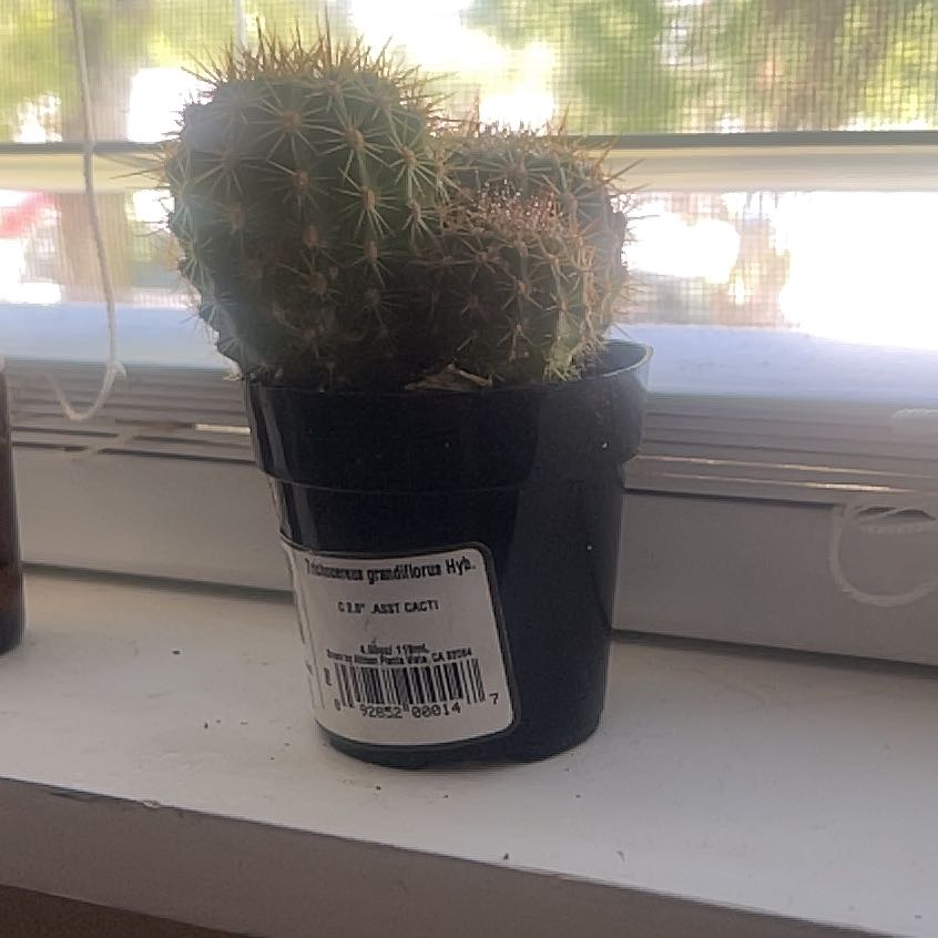 Photo of the plant species Soehrensia huascha subsp. huascha by @SedulousBagpod named Choki on Greg, the plant care app