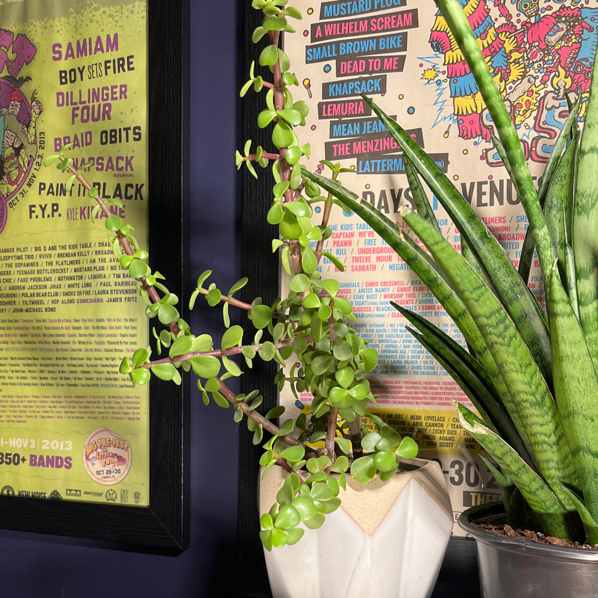 Elephant Bush plant photo by @Catslady123 named Homer on Greg, the plant care app.
