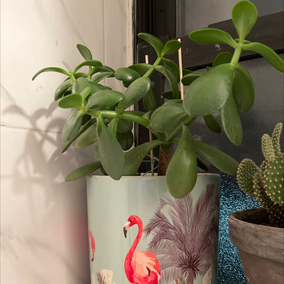 Lucky Plant plant photo by @Catslady123 named Sproutacus on Greg, the plant care app.