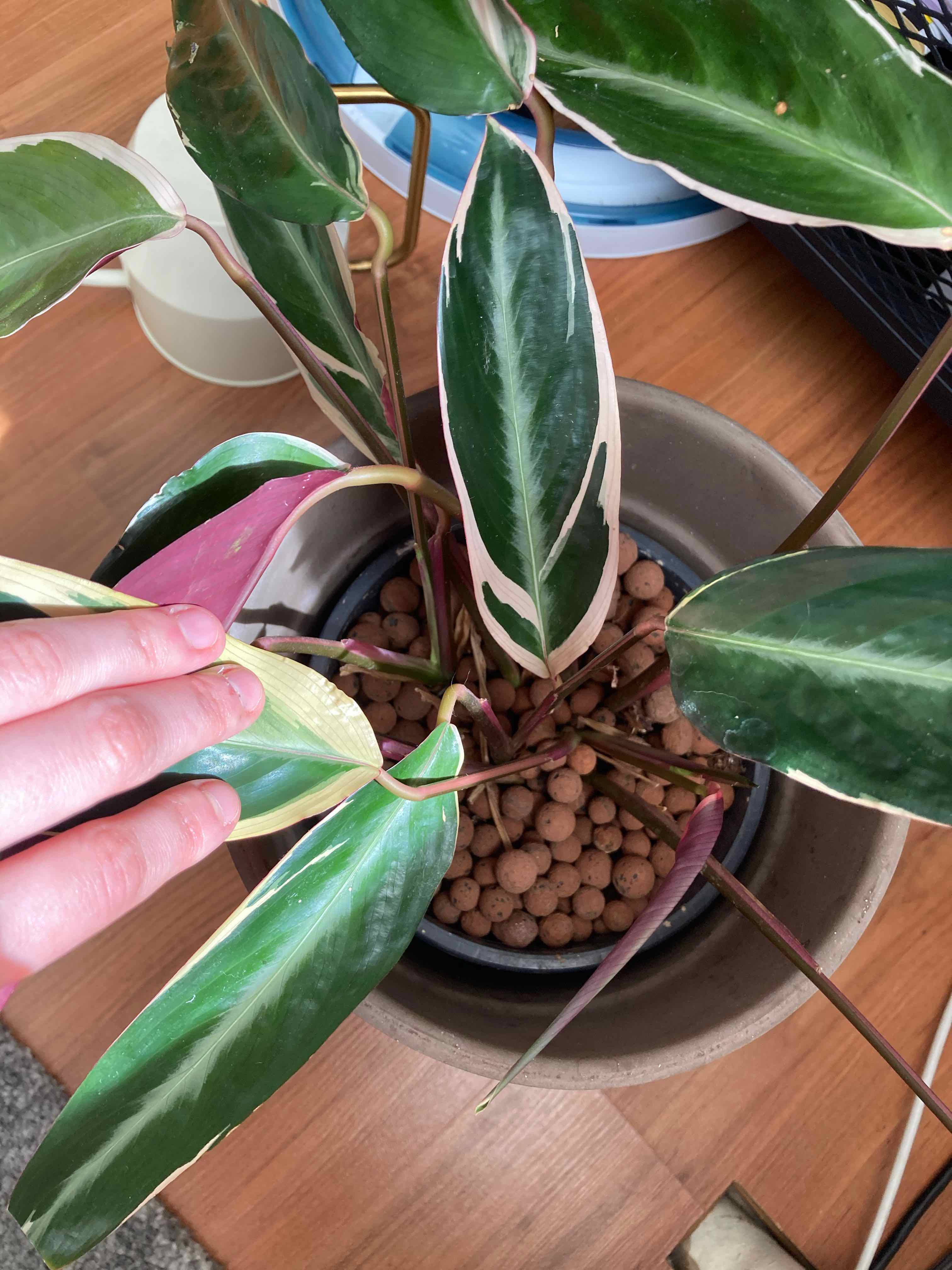 Never Never Plant with variegated leaves, potted in a container with visible soil and clay pebbles. A hand is touching one leaf.