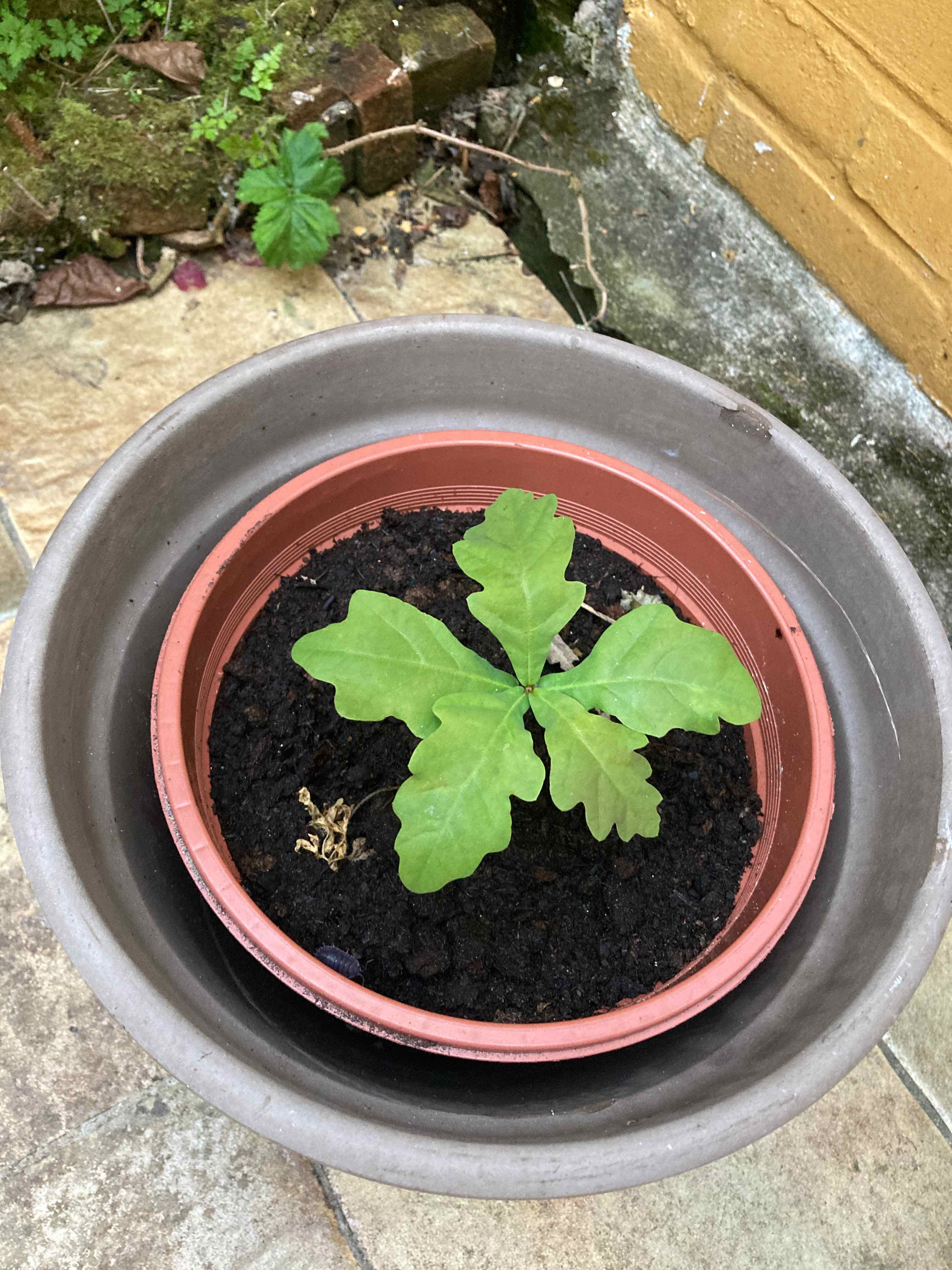 Young English Oak plant in a pot with healthy green leaves and visible soil.