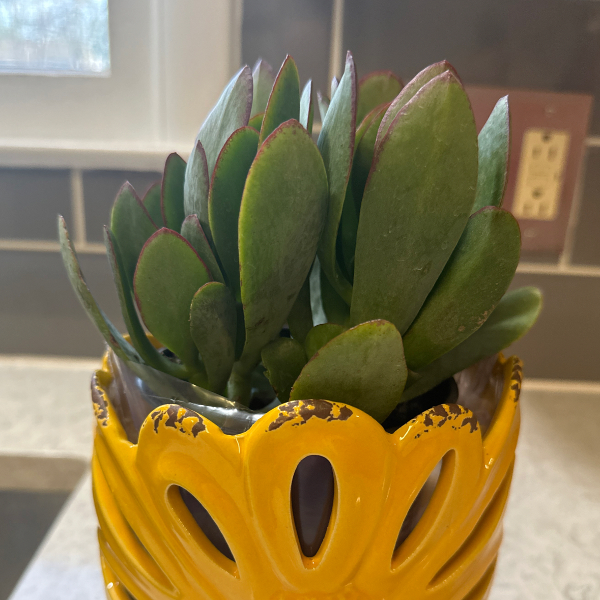 Plant care for Conophytum verrucosum on Greg, the plant care app