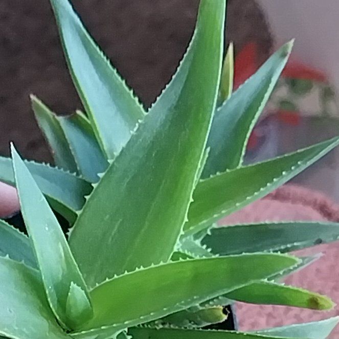 Photo of the plant species Aloe ciliaris by @NoblySeadahlia named Muhammad Ali on Greg, the plant care app