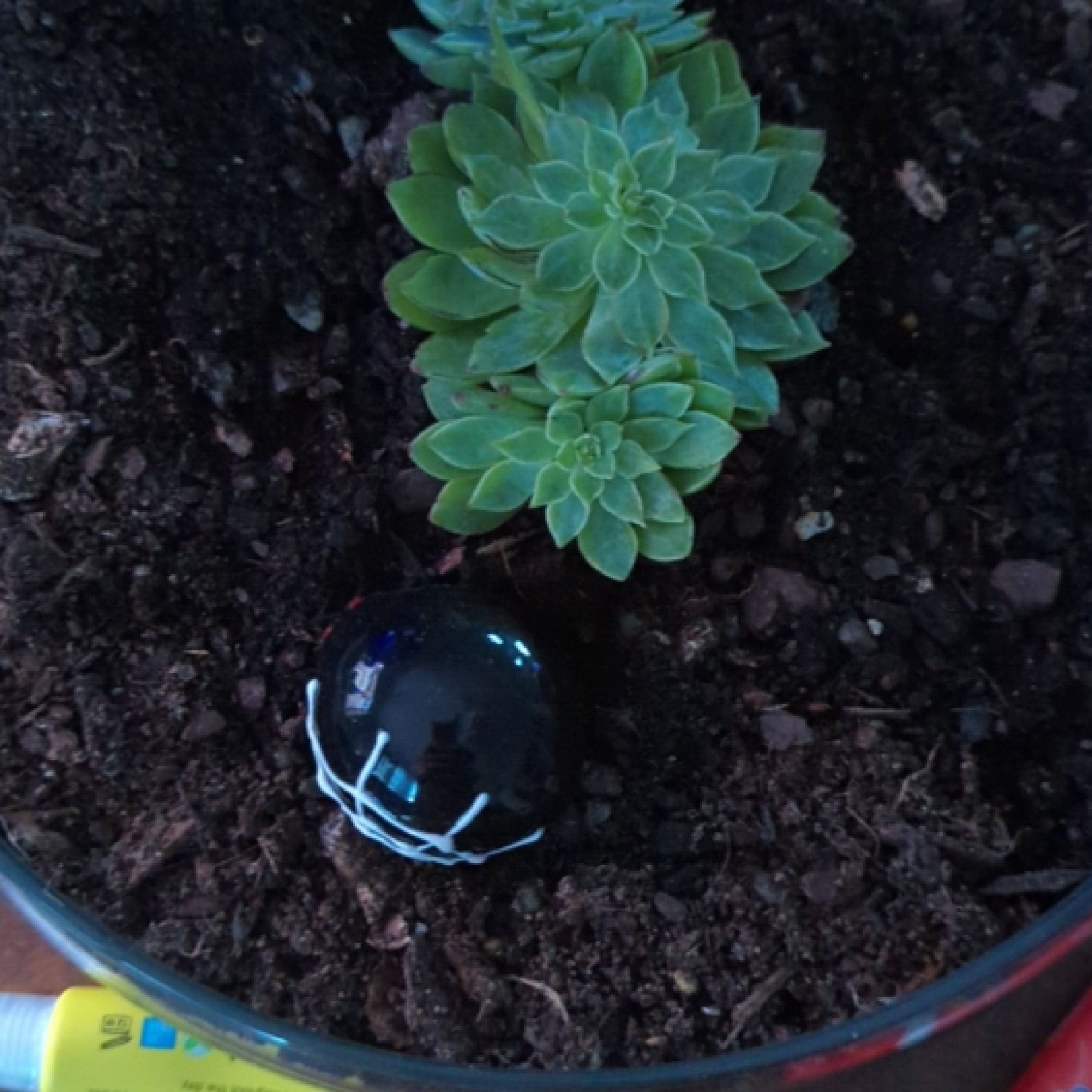 Photo of the plant species Graptoveria 'Worthy One' by @RealKonjac named Bella on Greg, the plant care app