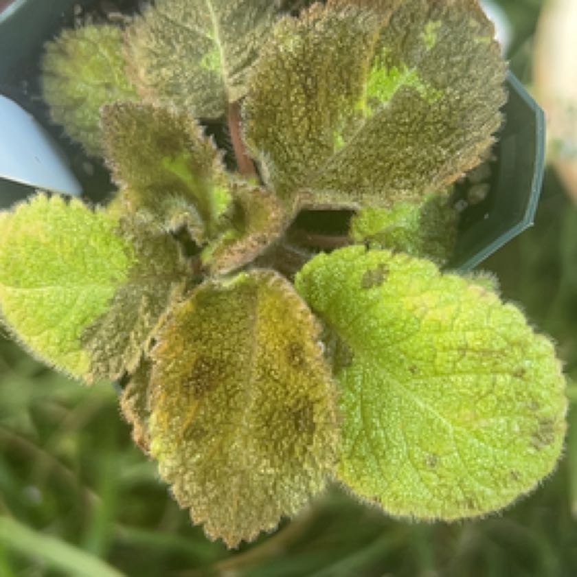 Photo of the plant species Flame Violet 'Emerald Velvet' by @MentorMostii named Lola on Greg, the plant care app