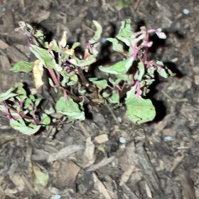 Photo of the plant species Clarkia by @SacredDecodon named Leonardo on Greg, the plant care app