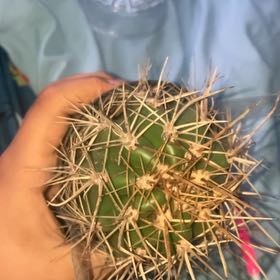 Photo of the plant species Trichocereus purpureopilosus by @AliveCynomorium named Big Boy on Greg, the plant care app
