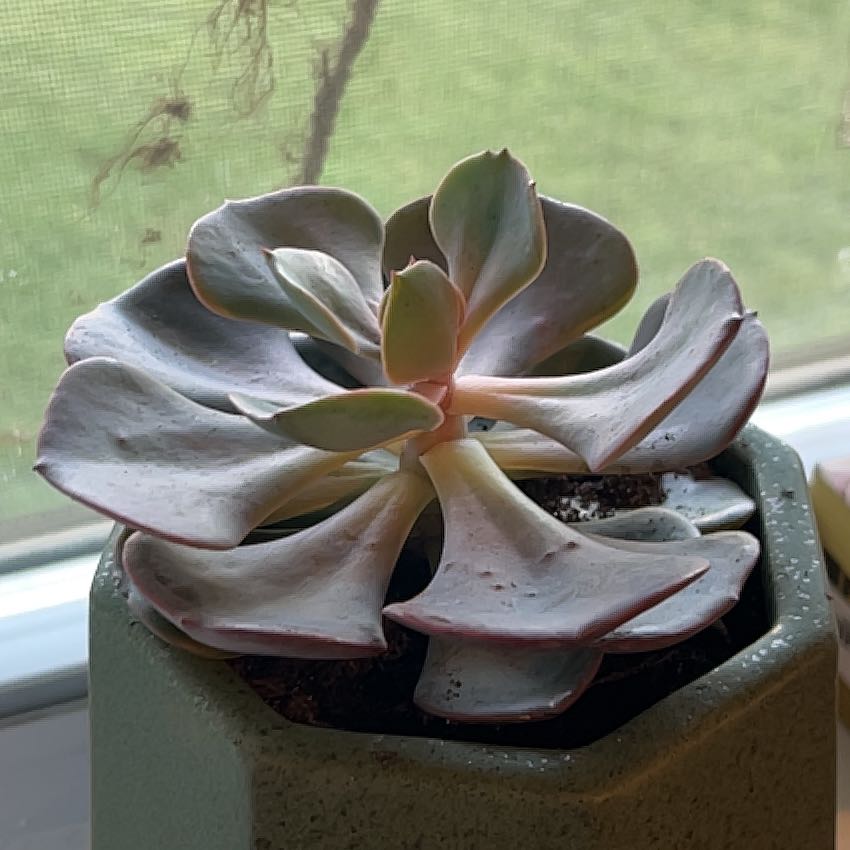 Echeveria 'Dusty Rose' succulent plant in a pot, healthy with dusty pink leaves.