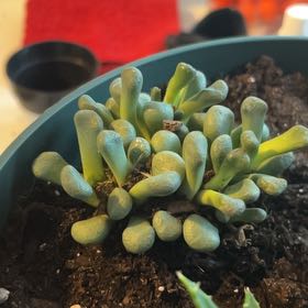 Photo of the plant species Aloinopsis schoonesii by @DrivenVeilwort named Aristotle on Greg, the plant care app