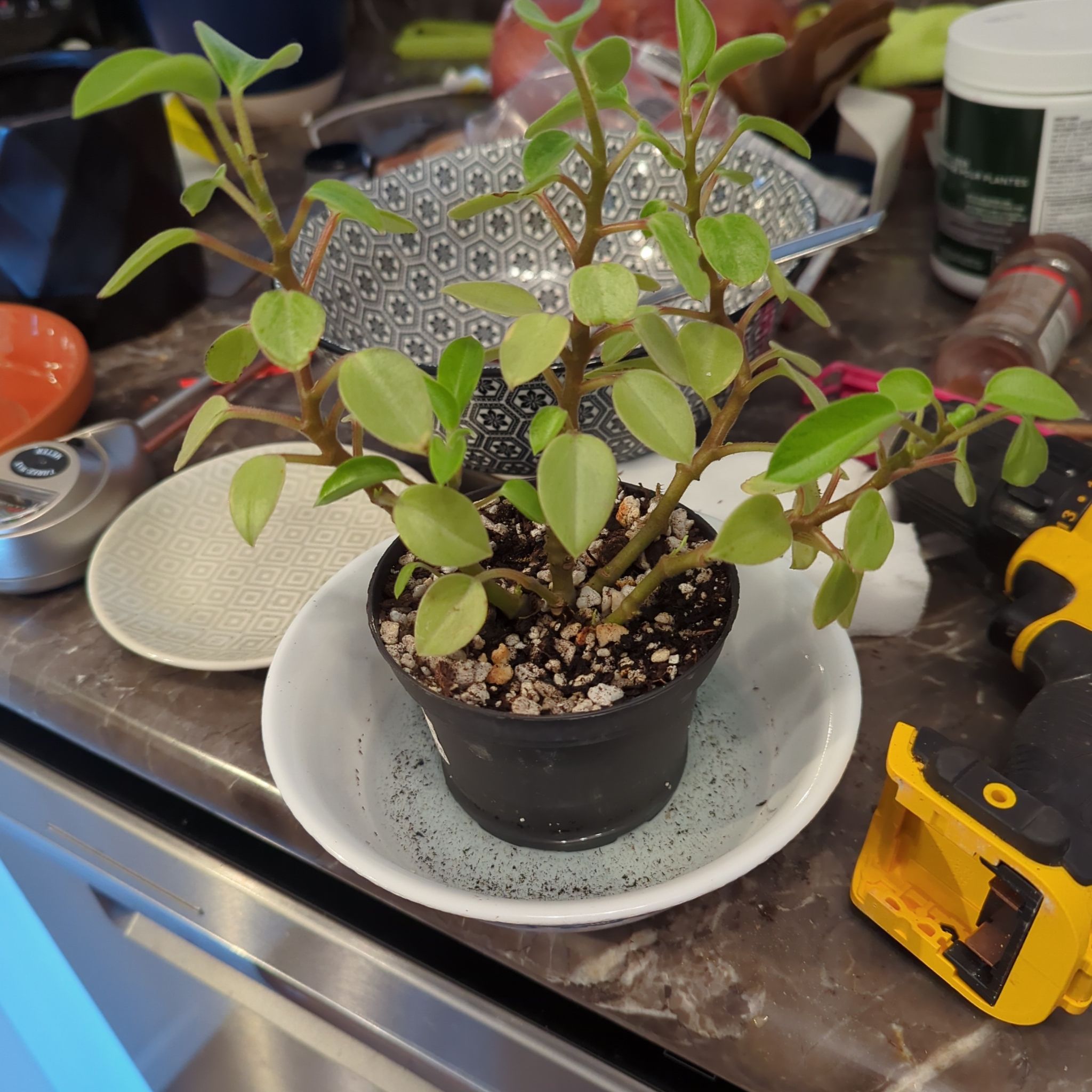 Variegated Teardrop Peperomia plant in a small pot on a dish, with household items in the background.