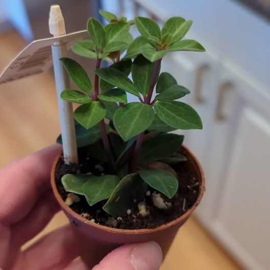 Photo of the plant species Peperomia rubella by @SleekHollyhock named Peperomia Rubella on Greg, the plant care app