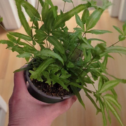 Photo of the plant species Pteris Fern by @SleekHollyhock named Pteris Fern on Greg, the plant care app
