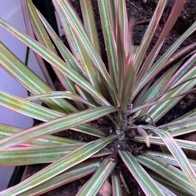 Photo of the plant species Dracaena bicolor by @PureSpurflower named Dax on Greg, the plant care app