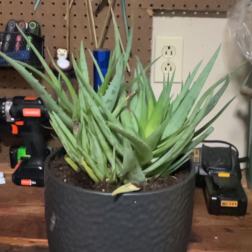 Photo of the plant species Aloe 'Walmsley's Blue' by @NourishedDamsii named Remington on Greg, the plant care app