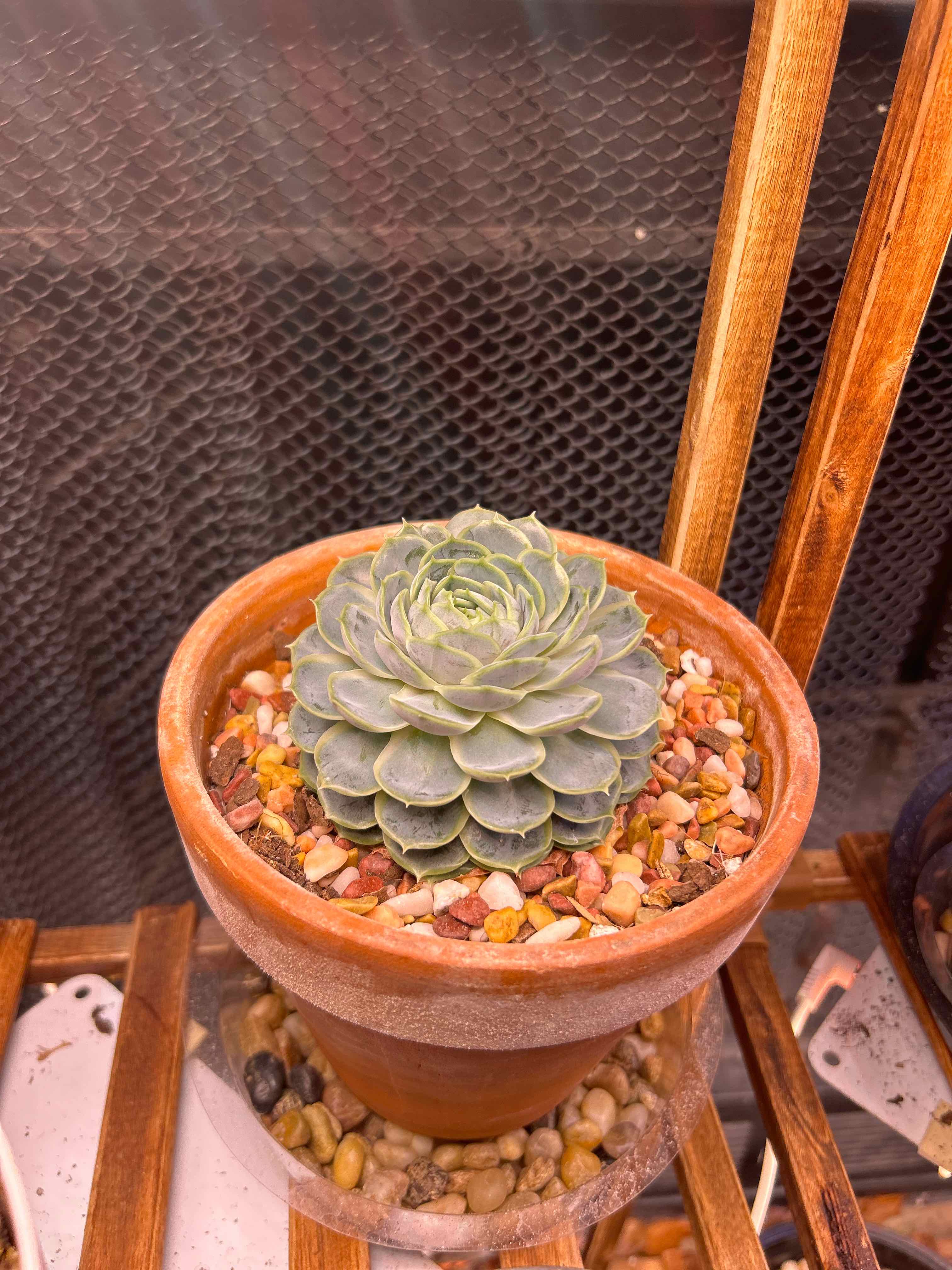 Photo of the plant species Echeveria 'Michella' by @OwlTrowel named Hemingway on Greg, the plant care app