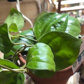Photo of the plant species Hoya 'Sarawak' by @OwlTrowel named Sir Plancelot on Greg, the plant care app