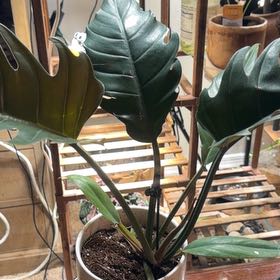 Photo of the plant species Philodendron Caramel Pluto by @OwlTrowel named Willow on Greg, the plant care app