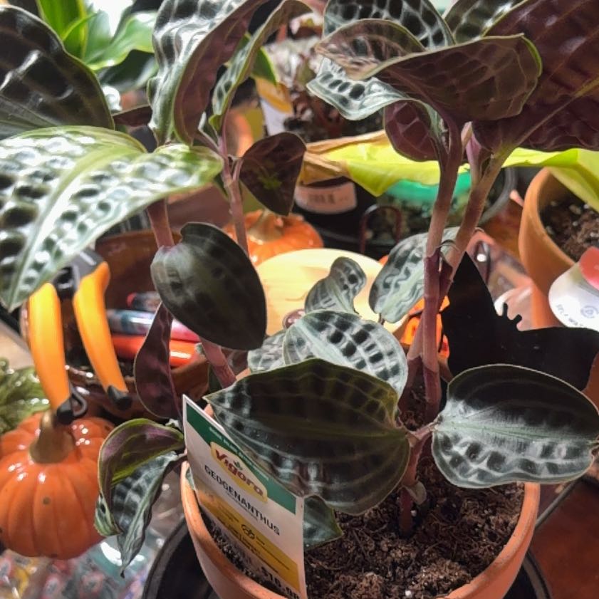 Photo of the plant species Geogenanthus ciliatus by @OwlTrowel named Curie on Greg, the plant care app