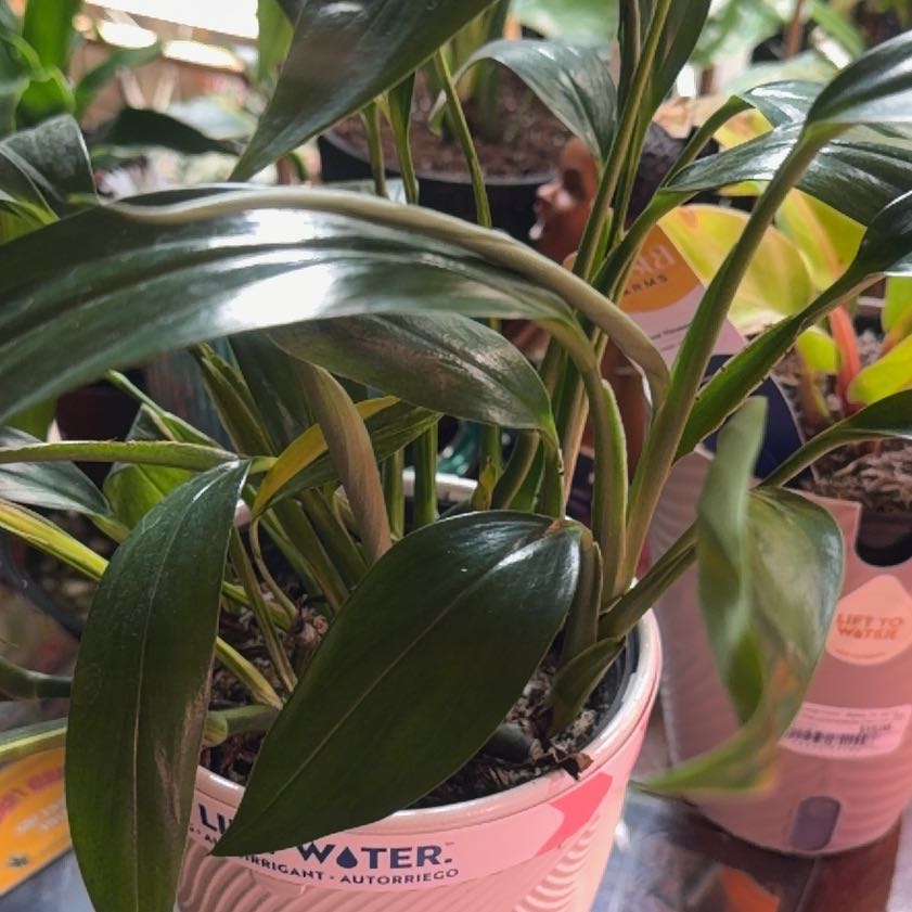 Photo of the plant species Pothos amplifolia by @OwlTrowel named Surya on Greg, the plant care app