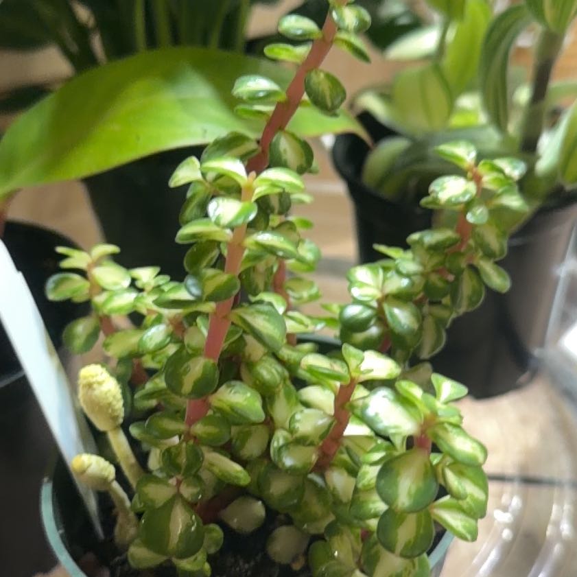 Photo of the plant species Elephant Bush by @OwlTrowel named Athena on Greg, the plant care app