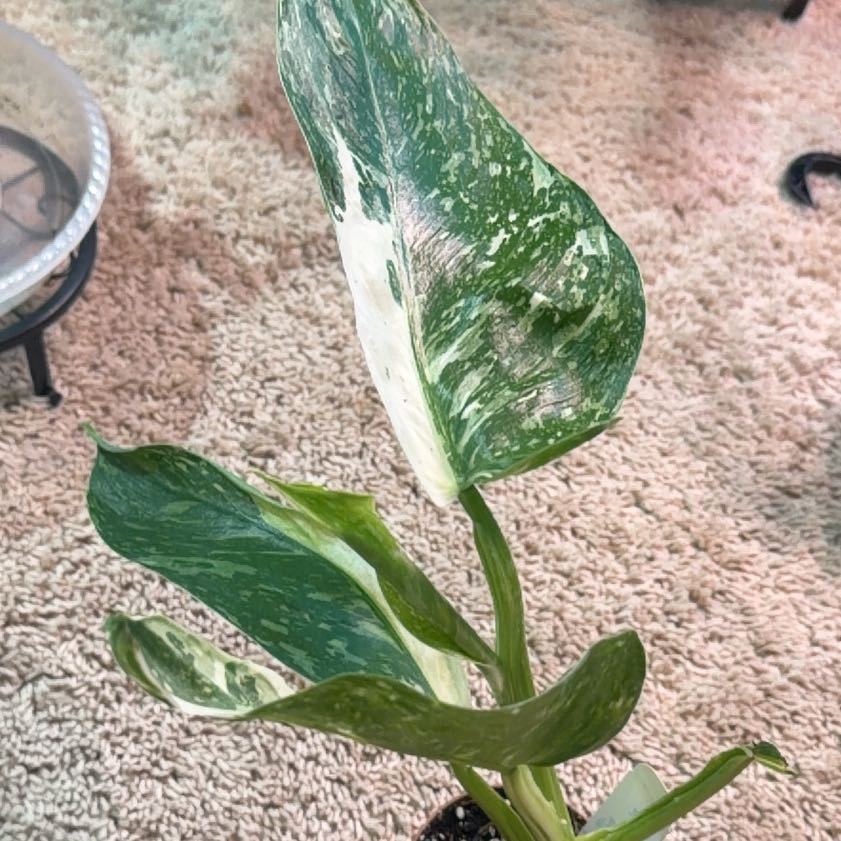 Photo of the plant species Philodendron 'Jose Buono' by @OwlTrowel named Captain Plant-it on Greg, the plant care app