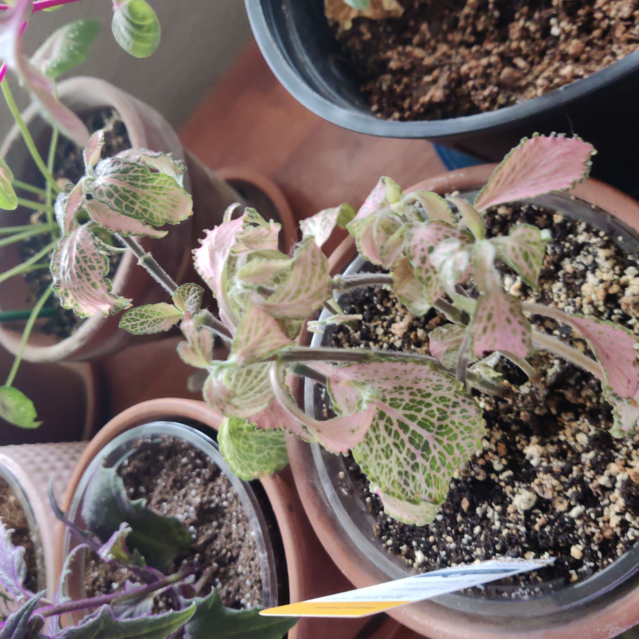 Photo of the plant species Frankie Fittonia by @YoungPineviolet named Frankie on Greg, the plant care app