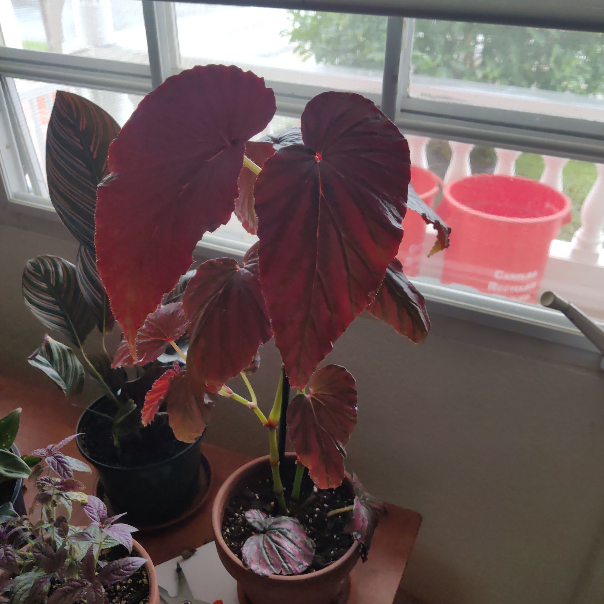 Photo of the plant species Begonia brevirimosa subsp. brevirimosa by @YoungPineviolet named Virimosa on Greg, the plant care app