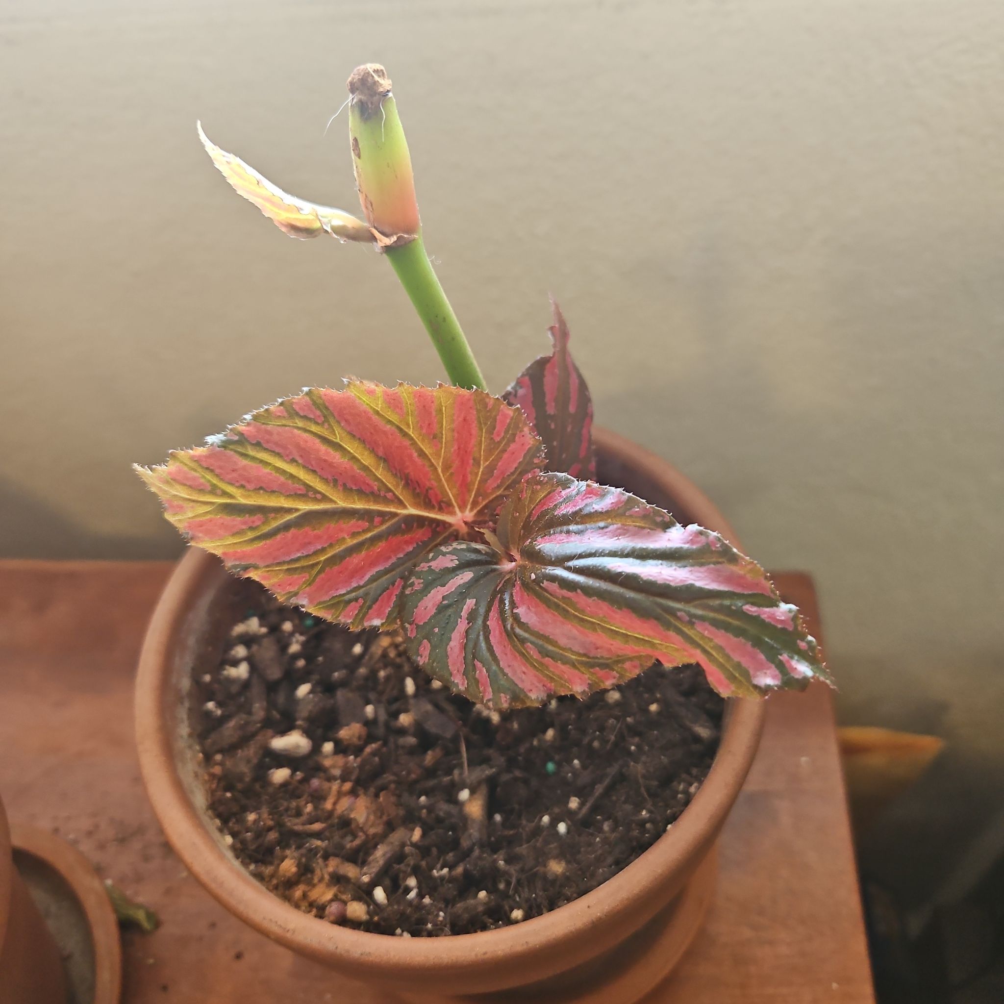 Photo of the plant species Begonia brevirimosa subsp. brevirimosa by @YoungPineviolet named Virimosa on Greg, the plant care app