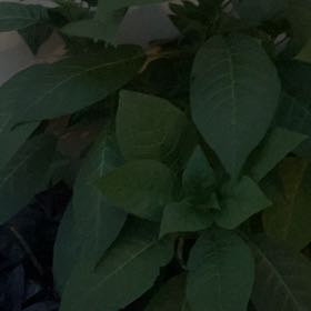 Photo of the plant species Angel's Trumpet by @AlertSandrose named Austen on Greg, the plant care app