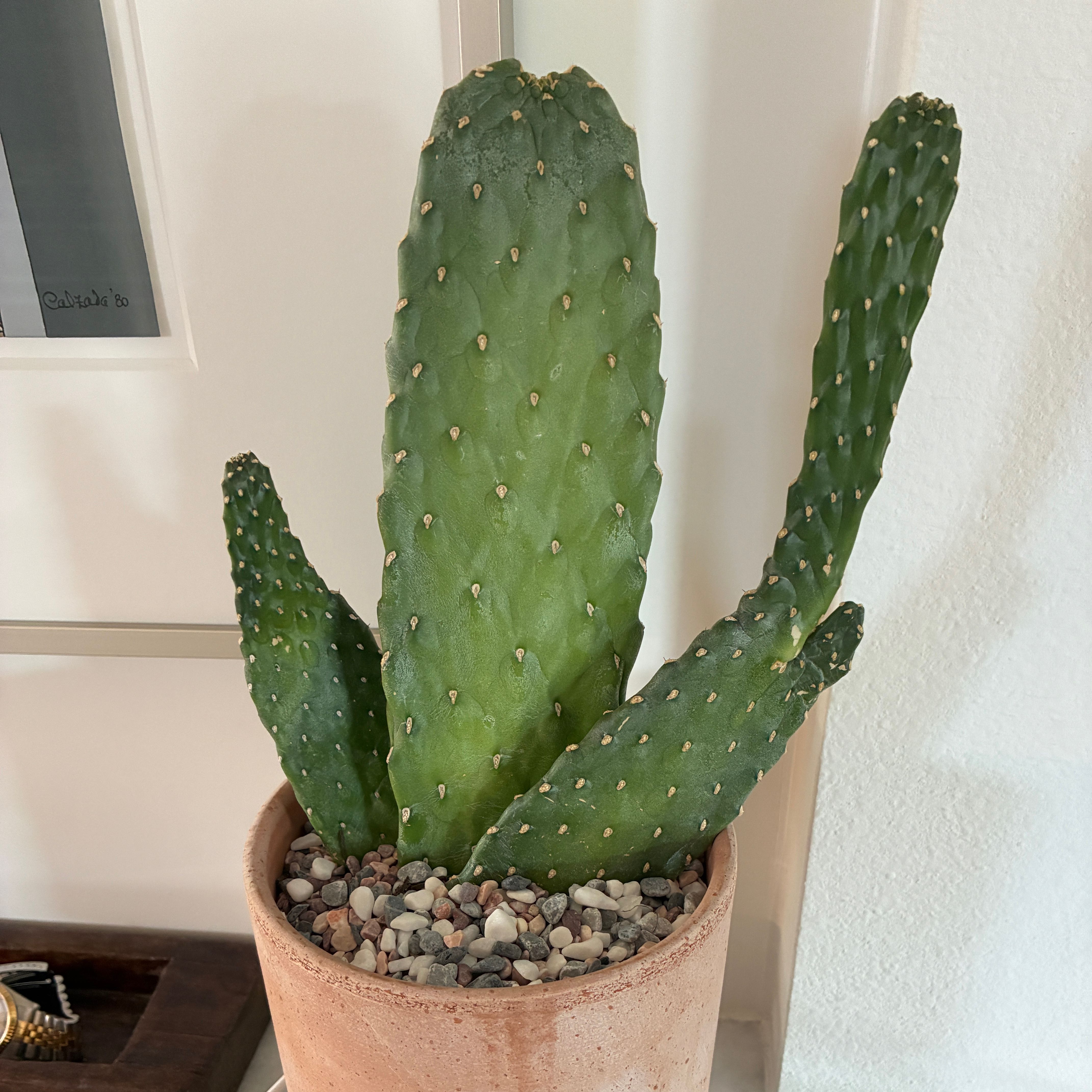 Photo of the plant species Roadkill Cactus by @Thom named Stella on Greg, the plant care app