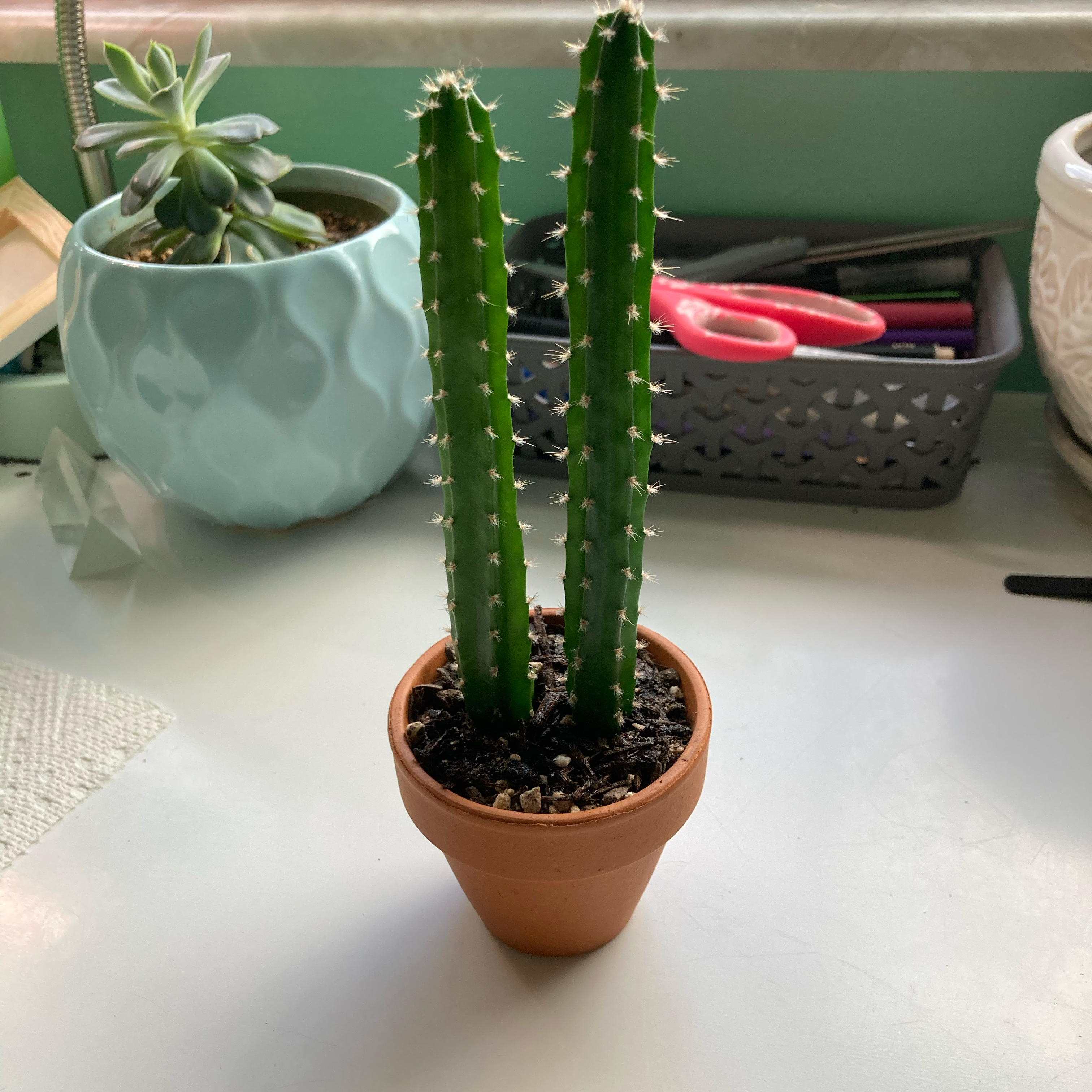 Cuddly Cactus