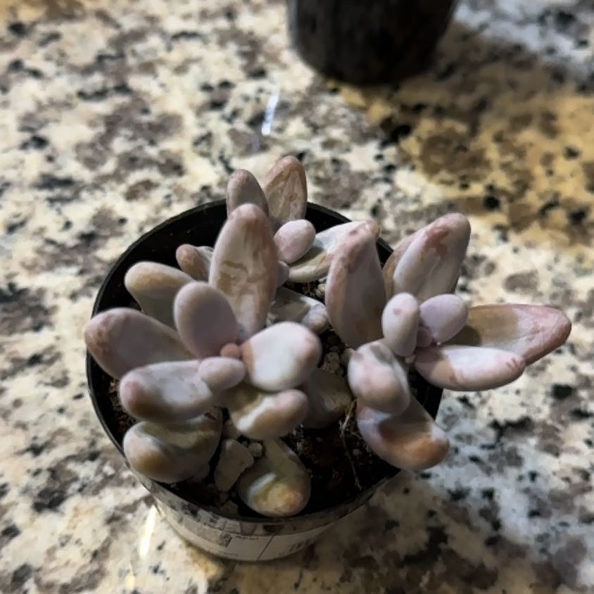 Photo of the plant species Sedum craigii by @ManyLopsidedoat named Marley on Greg, the plant care app