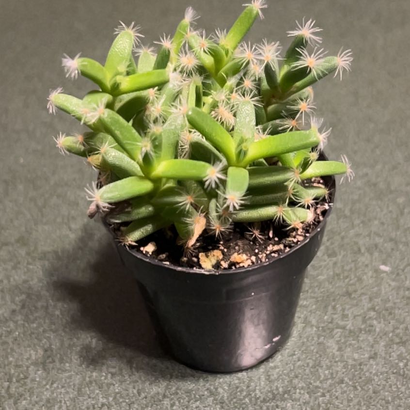 Photo of the plant species African Bonsai by @EcstaticPawpaw named Huckleberry Fern on Greg, the plant care app