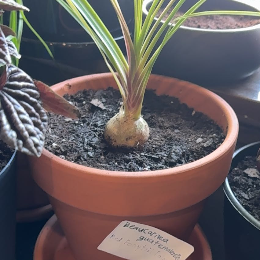 Photo of the plant species Red Ponytail Palm by @PremierDovetree named Sigmund on Greg, the plant care app