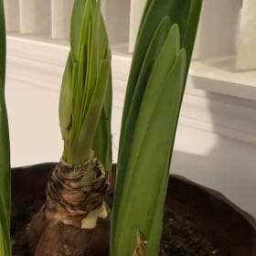 Photo of the plant species Dragon Amaryllis by @ComicWhiterose named Tupot amaroot in on Greg, the plant care app