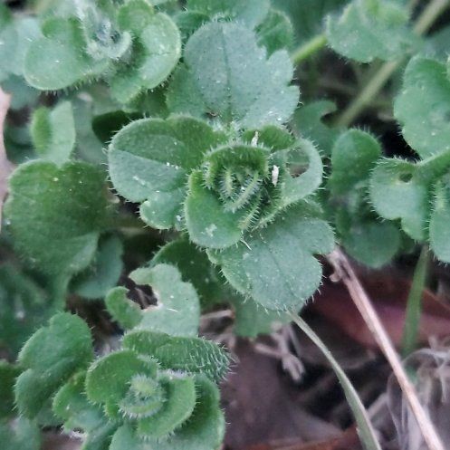 Photo of the plant species Ivy-Leaved Speedwell by @FairLentenrose named Athena on Greg, the plant care app