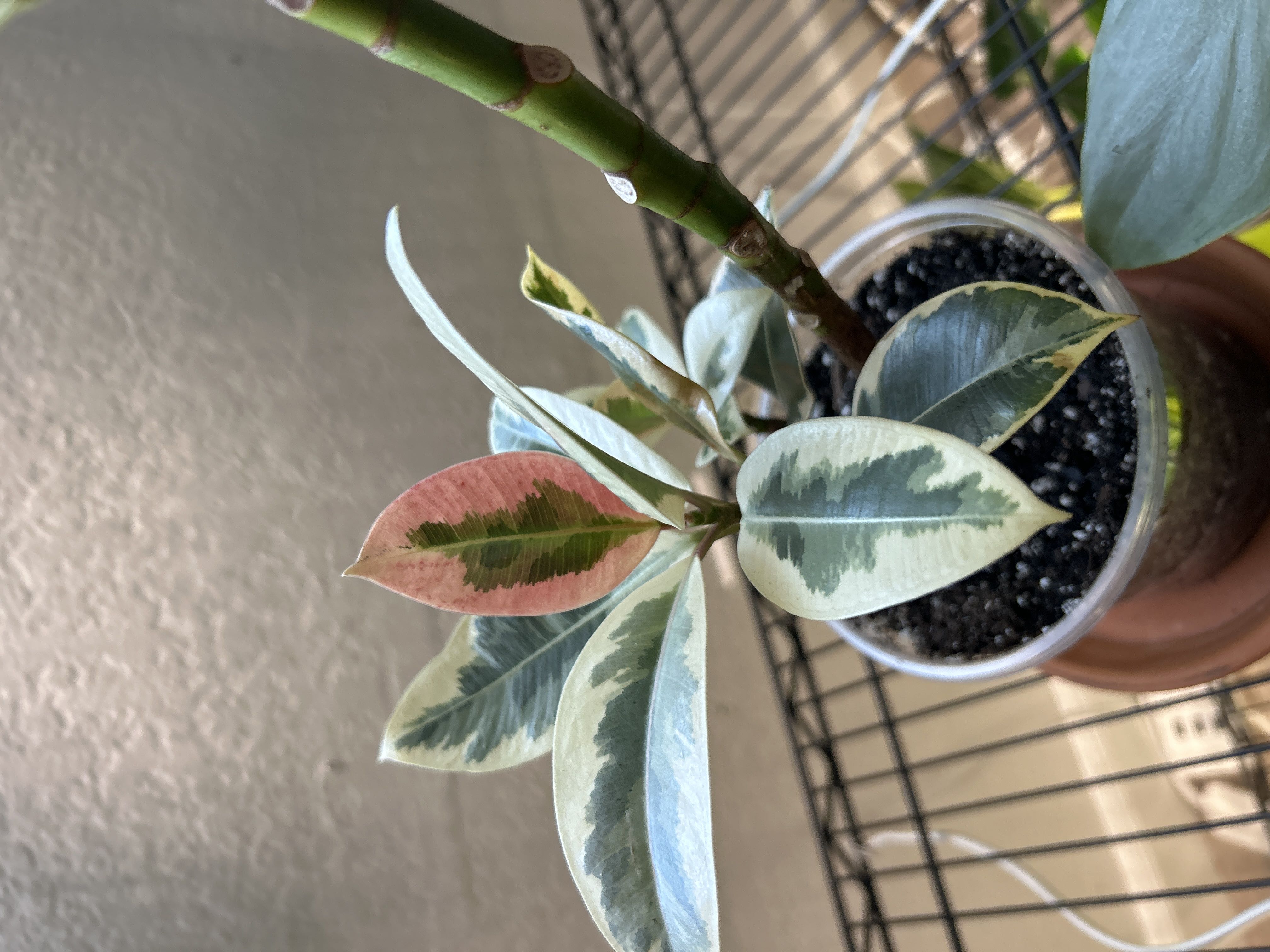 Why Are My Golden Gate Ficus Leaves Droopy? 🥀