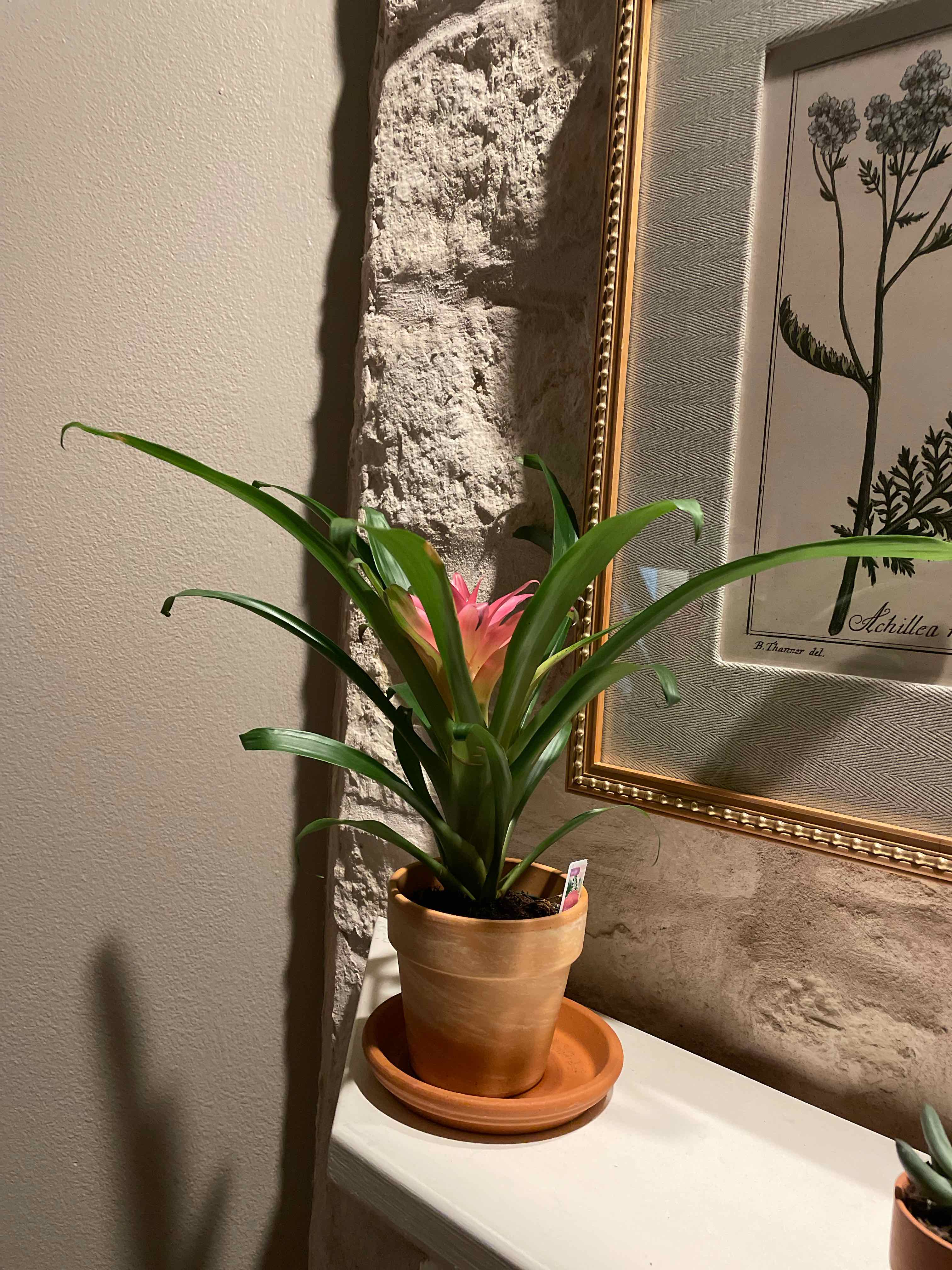 Blushing Bromeliad in a terracotta pot with a pink central flower, placed on a ledge.