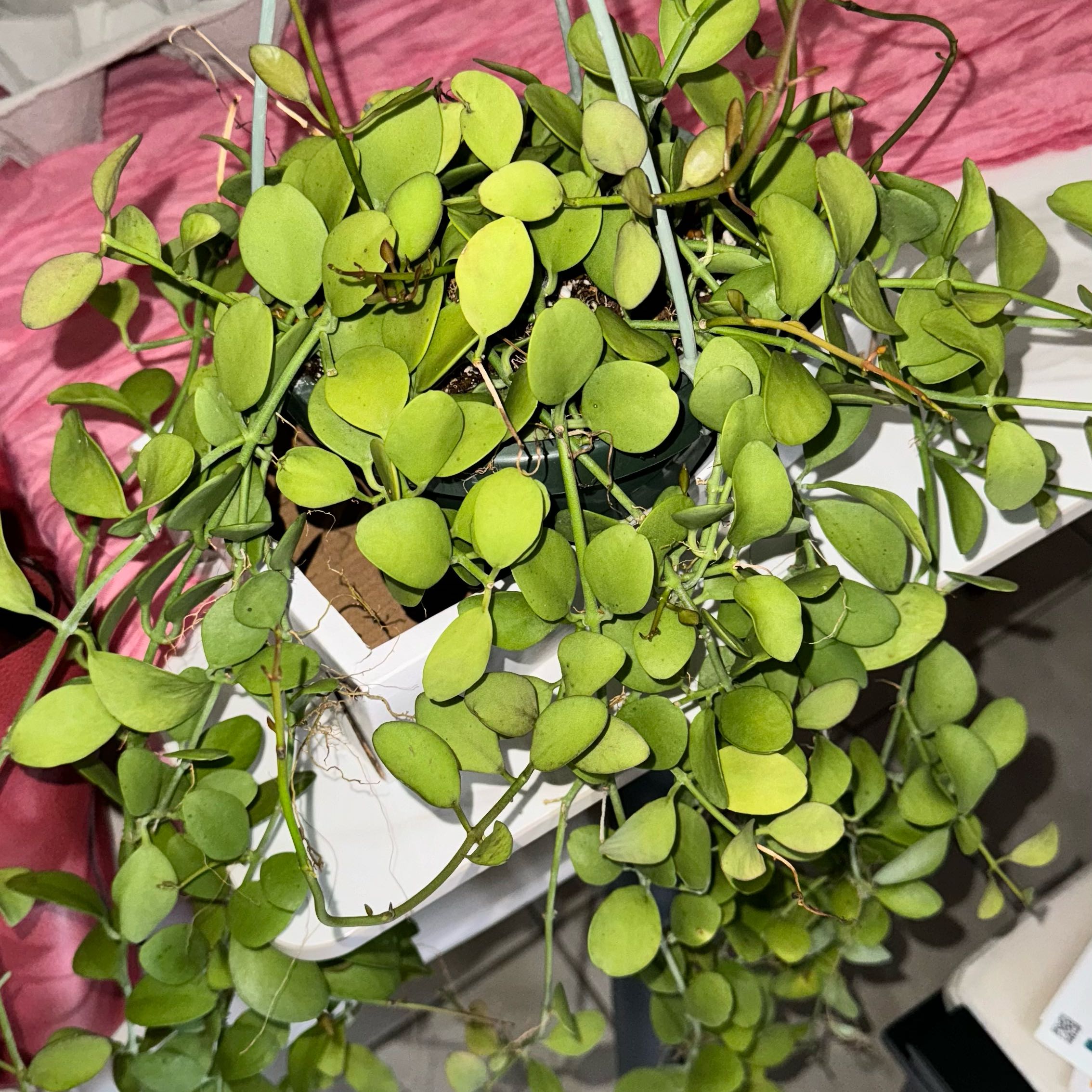 String of Nickels plant with round green leaves in a pot, well-framed and healthy.