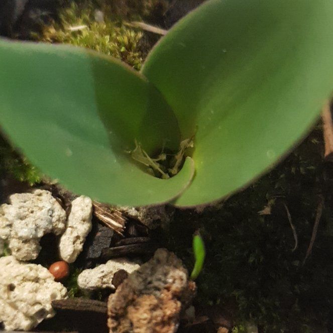 Photo of the plant species Lachenalia by @GeniusCaucalis named Plato on Greg, the plant care app