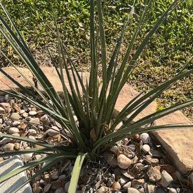 Photo of the plant species Mohave Yucca by @LegitAloeguido named Daphne on Greg, the plant care app