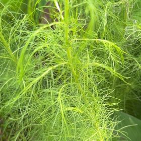 Photo of the plant species Dog Fennel by @LegitAloeguido named Curie on Greg, the plant care app